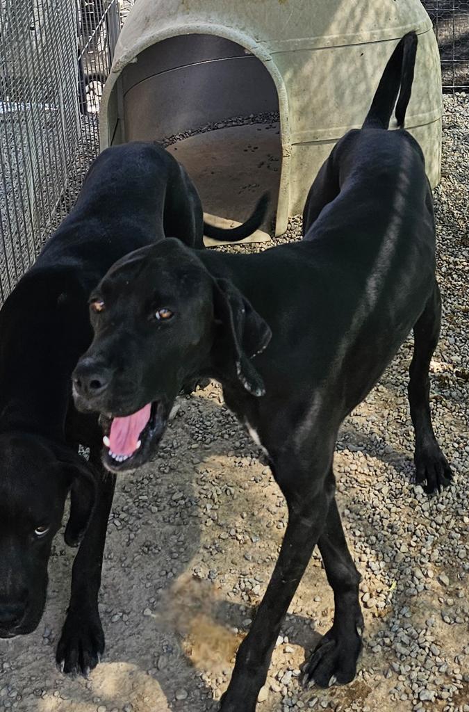 Cassidy (Retread 4), a Adoptable mixed breed in Pahrump, NV image 1/2