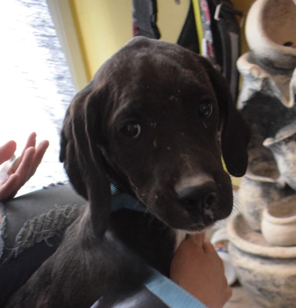 Cassidy (Retread 4), Adoptable, Young Female Irish Setter & Mixed Breed.