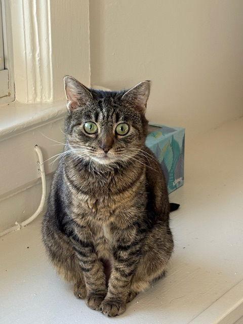 Goldie — thumbnail 2