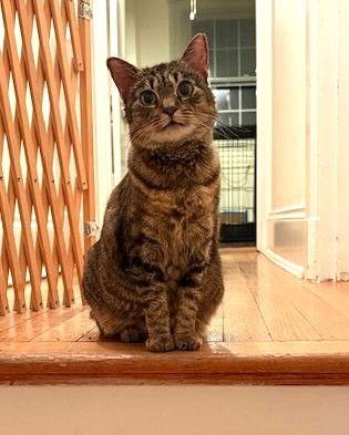 Goldie — thumbnail 3