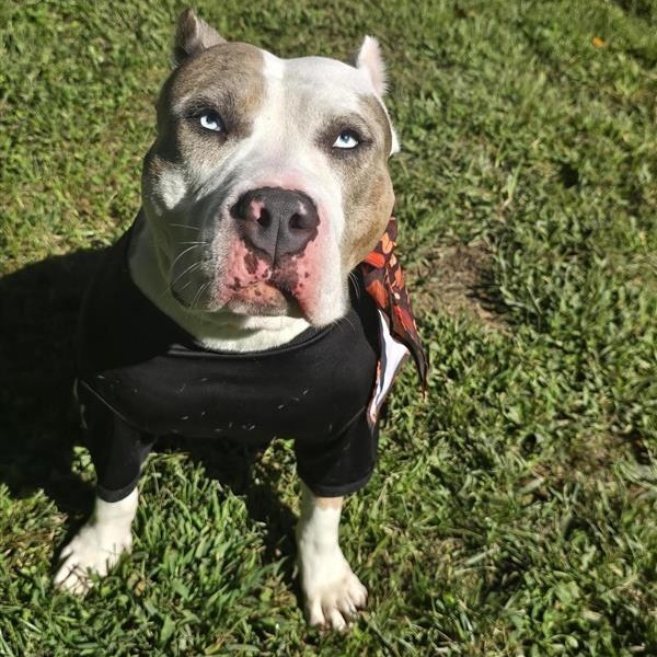 Winnie, Adoptable, Adult Female American Staffordshire Terrier.