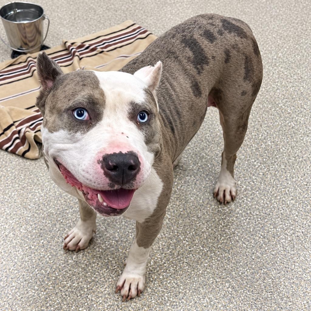 Enlarge Winnie, a Adoptable American Staffordshire Terrier in Prince Frederick, MD image 3/6