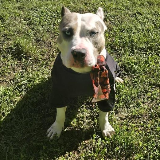 Enlarge Winnie, a Adoptable American Staffordshire Terrier in Prince Frederick, MD image 5/6