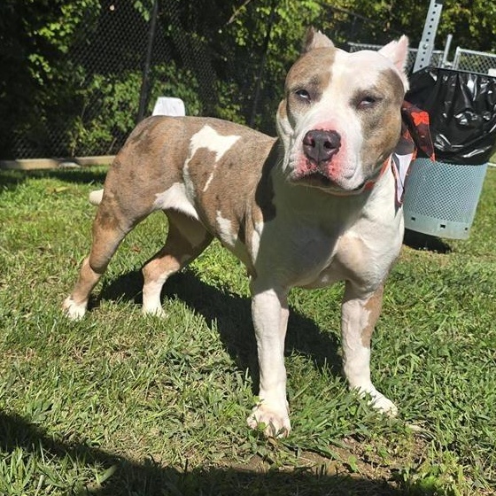 Enlarge Winnie, a Adoptable American Staffordshire Terrier in Prince Frederick, MD image 6/6
