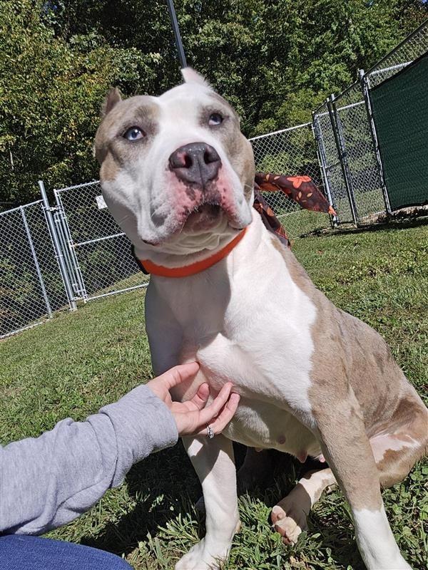 Enlarge Winnie, a Adoptable American Staffordshire Terrier in Prince Frederick, MD image 2/6