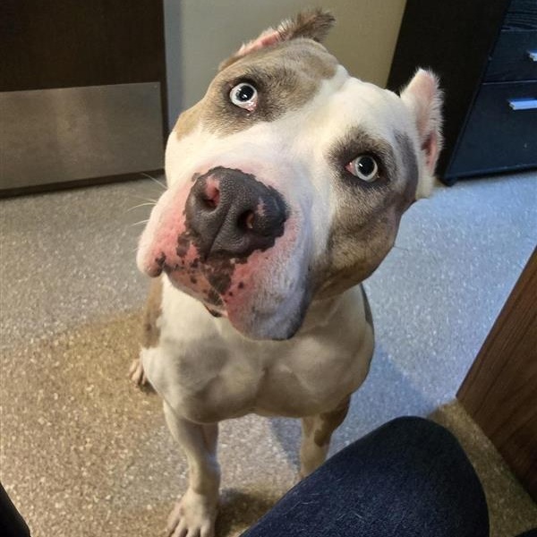 Enlarge Winnie, a Adoptable American Staffordshire Terrier in Prince Frederick, MD image 4/6