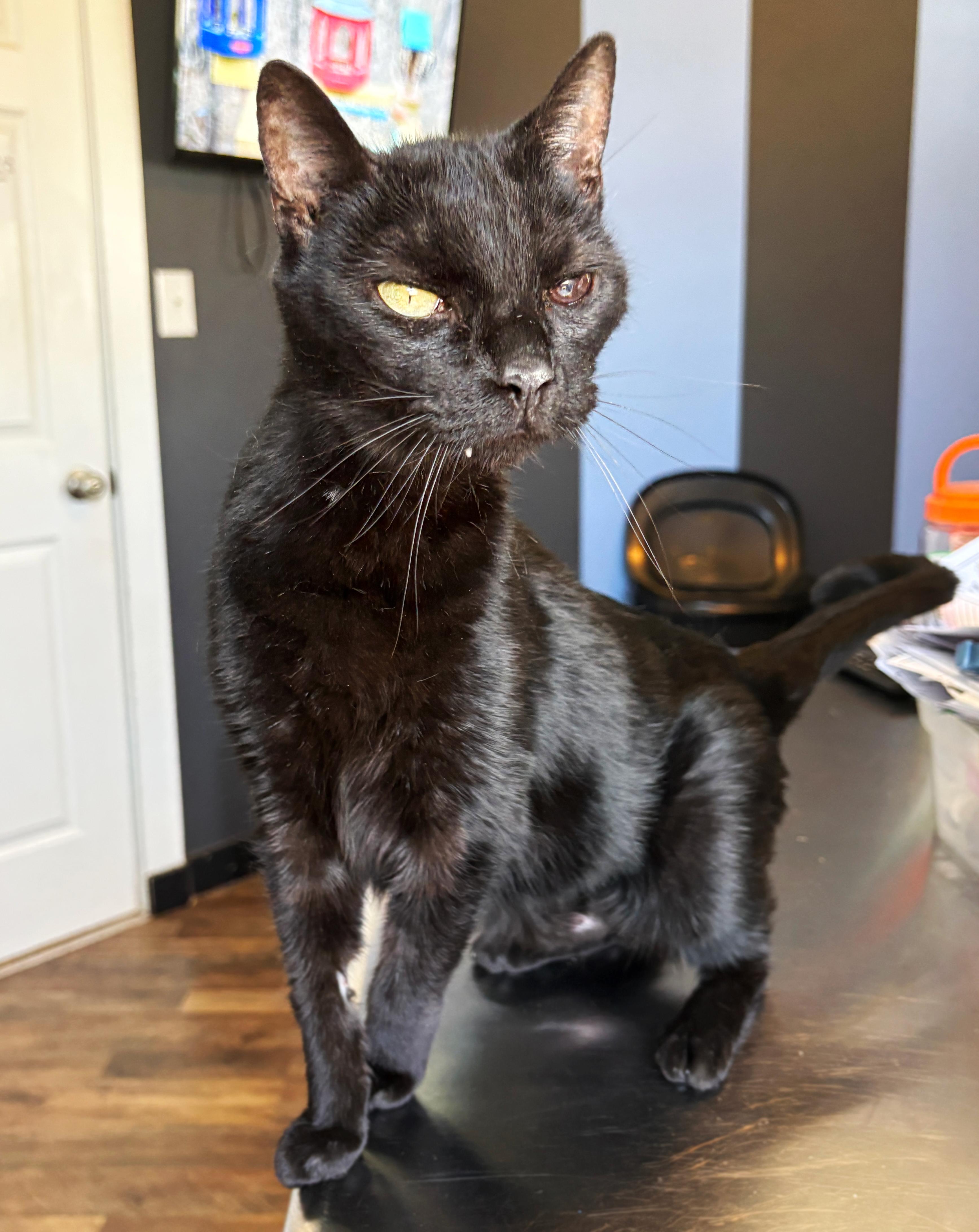 Enlarge Ladycat, a ADOPTABLE Domestic Short Hair in Asheville, NC image 1/1