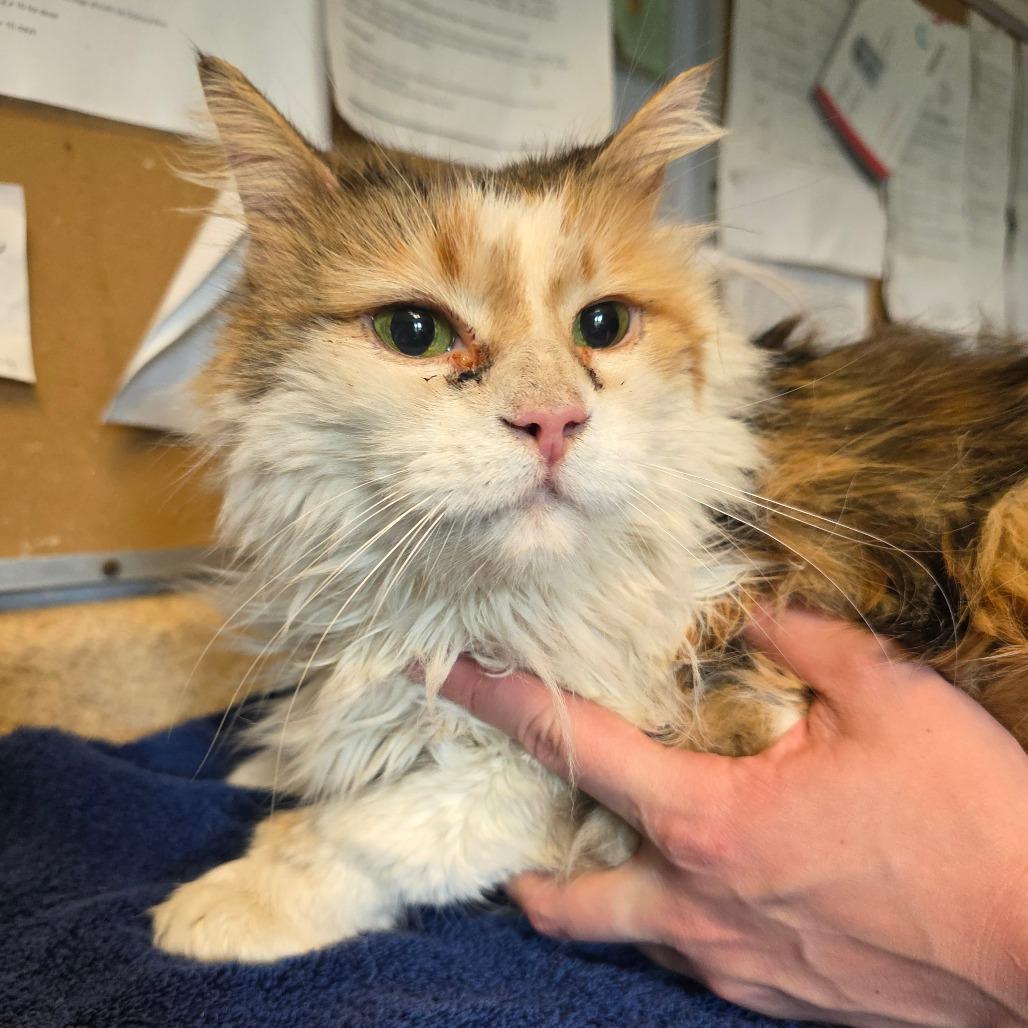Enlarge Miss Piggy, a Adoptable Domestic Long Hair in Easton, PA image 1/6