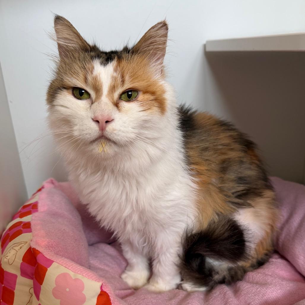 Enlarge Miss Piggy, a Adoptable Domestic Long Hair in Easton, PA image 2/6