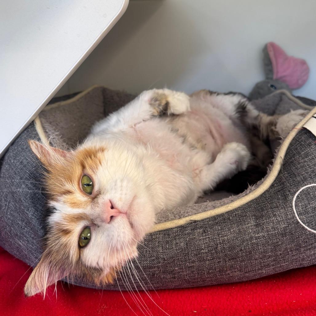 Enlarge Miss Piggy, a Adoptable Domestic Long Hair in Easton, PA image 3/6
