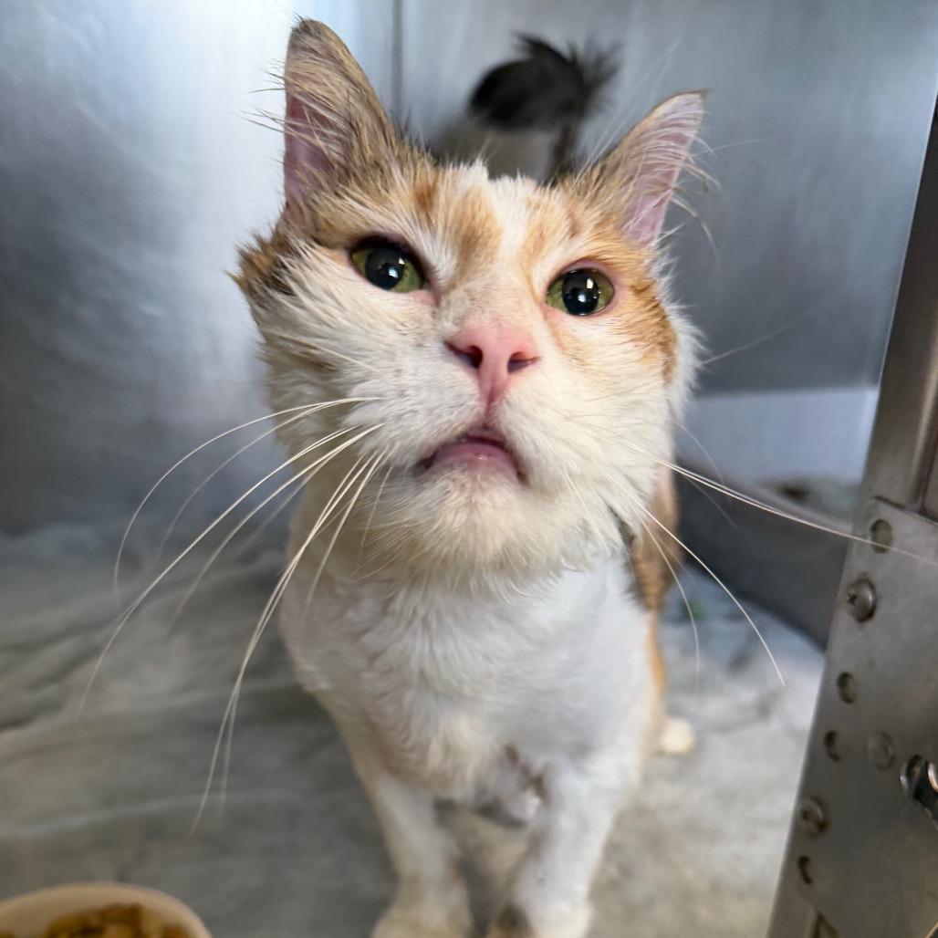 Enlarge Miss Piggy, a Adoptable Domestic Long Hair in Easton, PA image 4/6