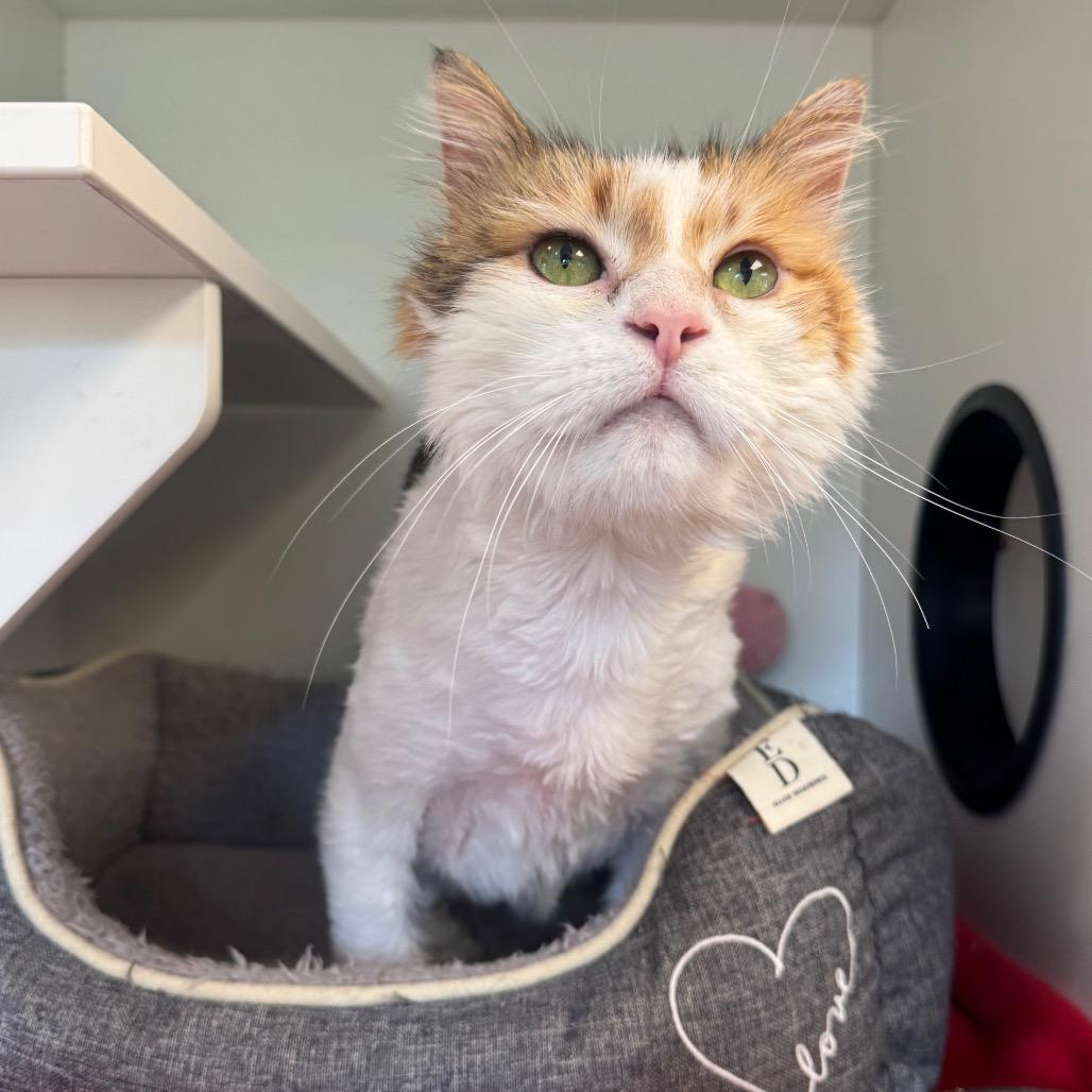 Enlarge Miss Piggy, a Adoptable Domestic Long Hair in Easton, PA image 5/6