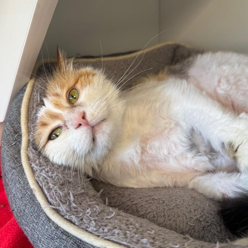Enlarge Miss Piggy, a Adoptable Domestic Long Hair in Easton, PA image 6/6