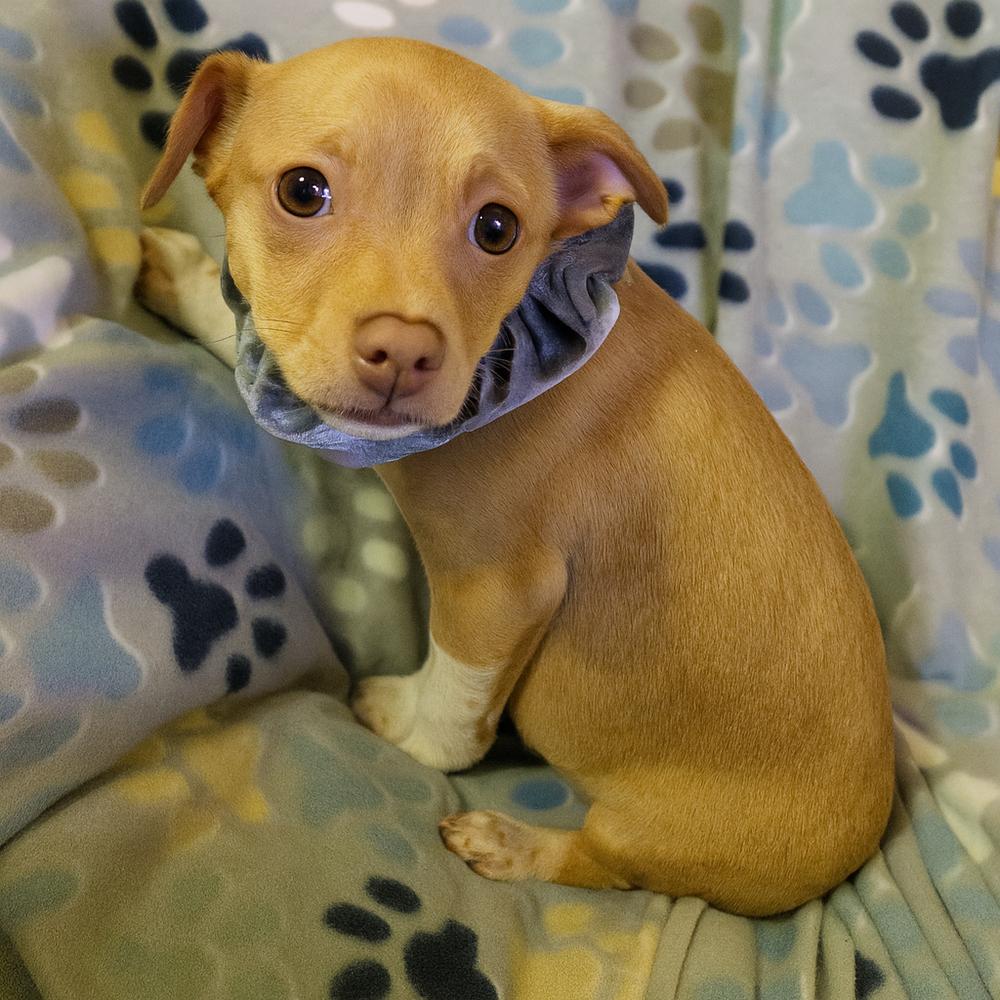 Woody, Adoptable, Puppy Male Chihuahua & Jack Russell Terrier.