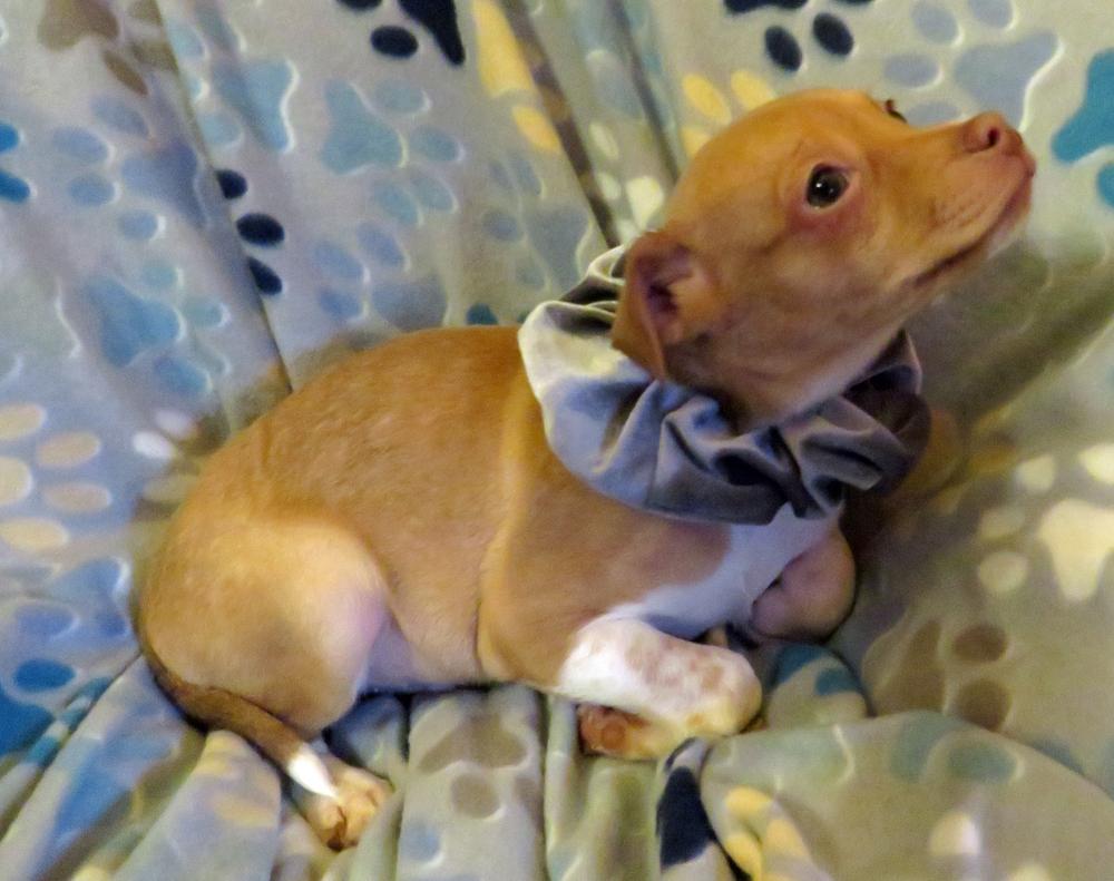 Woody, a Adoptable mixed breed in Crown Point, IN image 3/6