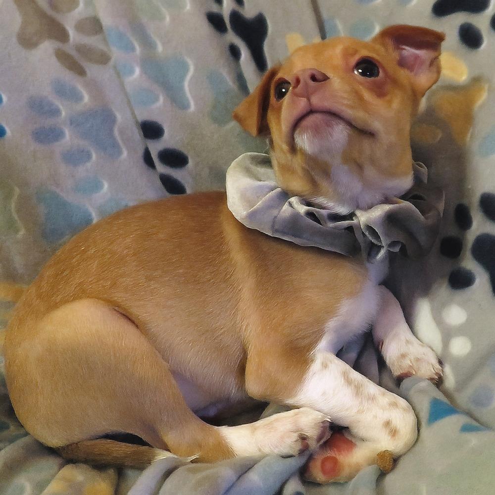 Woody, a Adoptable mixed breed in Crown Point, IN image 4/6