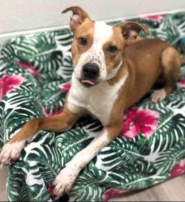 Enlarge Jigsaw, a ADOPTABLE mixed breed in Frederick, MD image 2/2