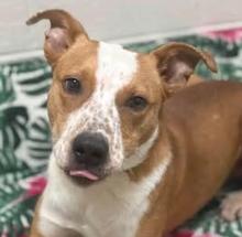 Enlarge Jigsaw, a ADOPTABLE mixed breed in Frederick, MD image 1/2