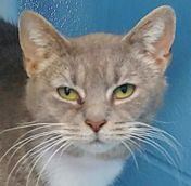 Griselda, Adoptable, Adult Female Domestic Short Hair.