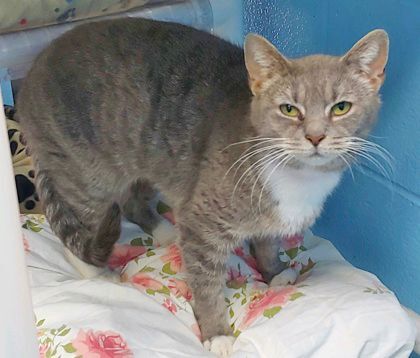 Griselda, Adoptable, Adult Female Domestic Short Hair.