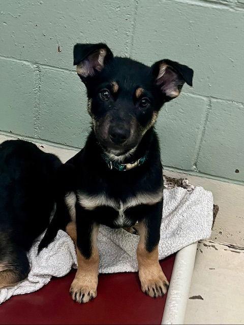 Cider, a Adoptable mixed breed in Webster, WI image 1/3