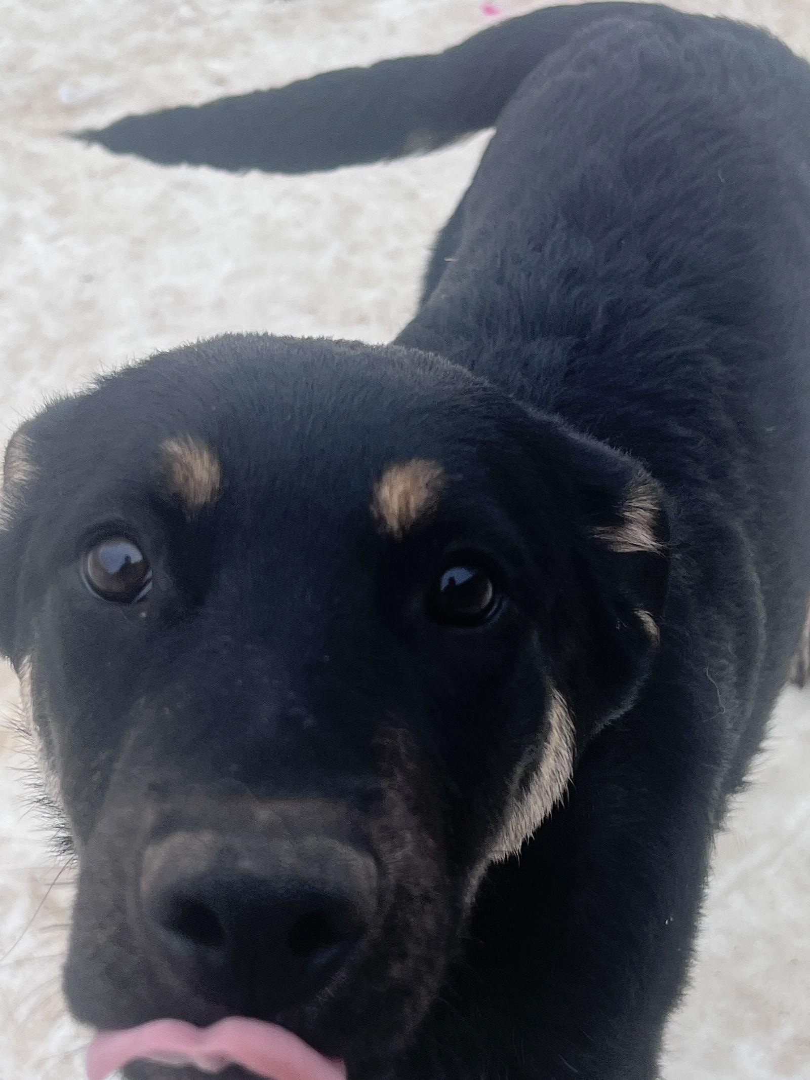 Cider, Adoptable, Young Male Shepherd & Australian Cattle Dog / Blue Heeler.