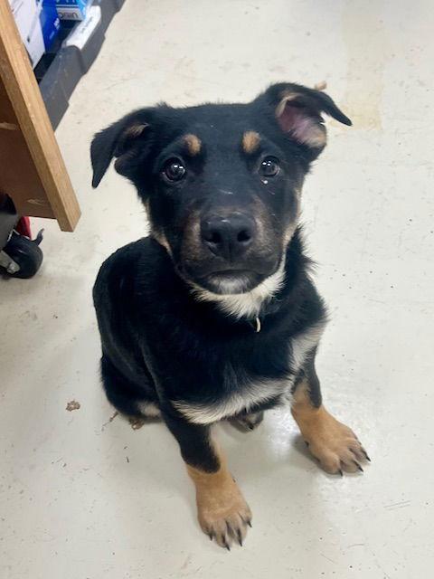 Cider, a Adoptable mixed breed in Webster, WI image 2/3