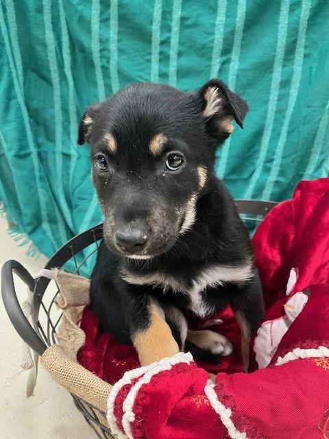Cider, a Adoptable mixed breed in Webster, WI image 3/3