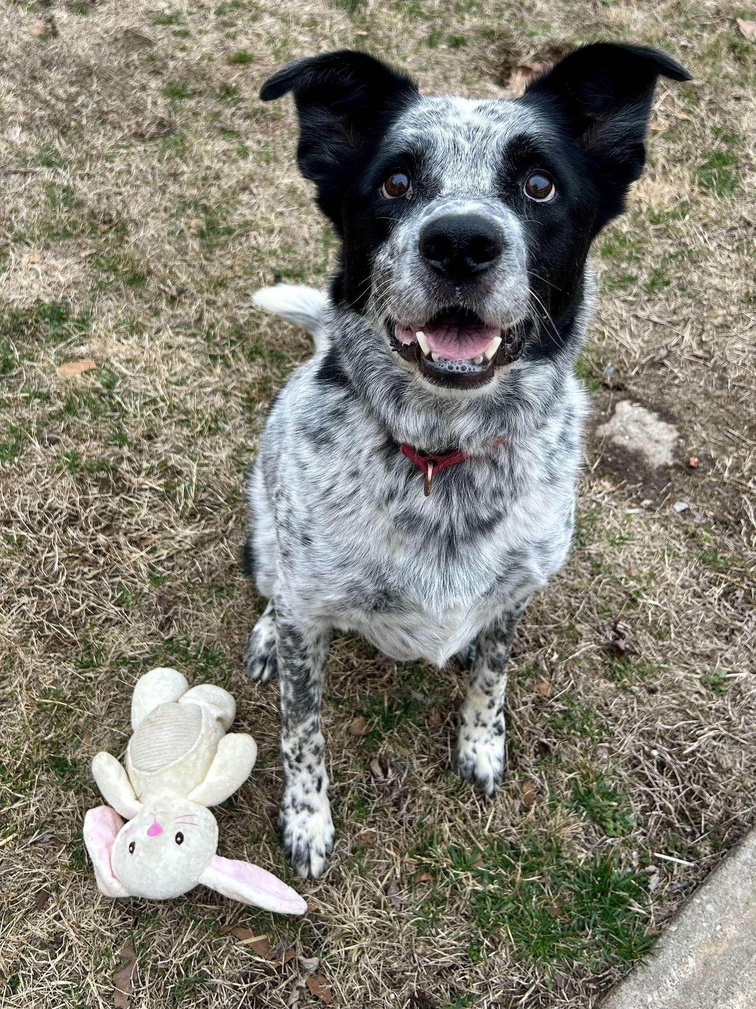 Plankton — thumbnail 2