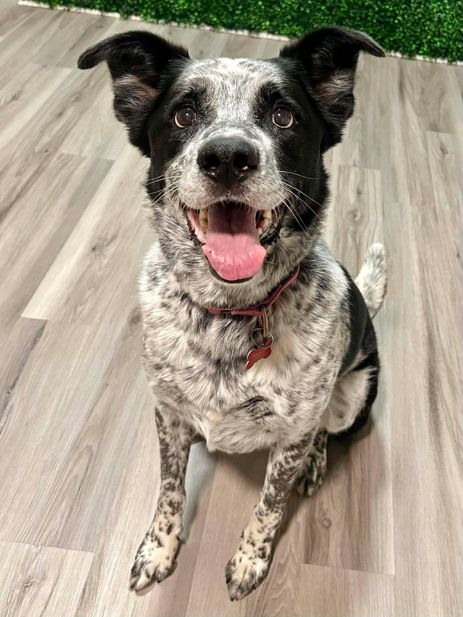 Plankton — thumbnail 3