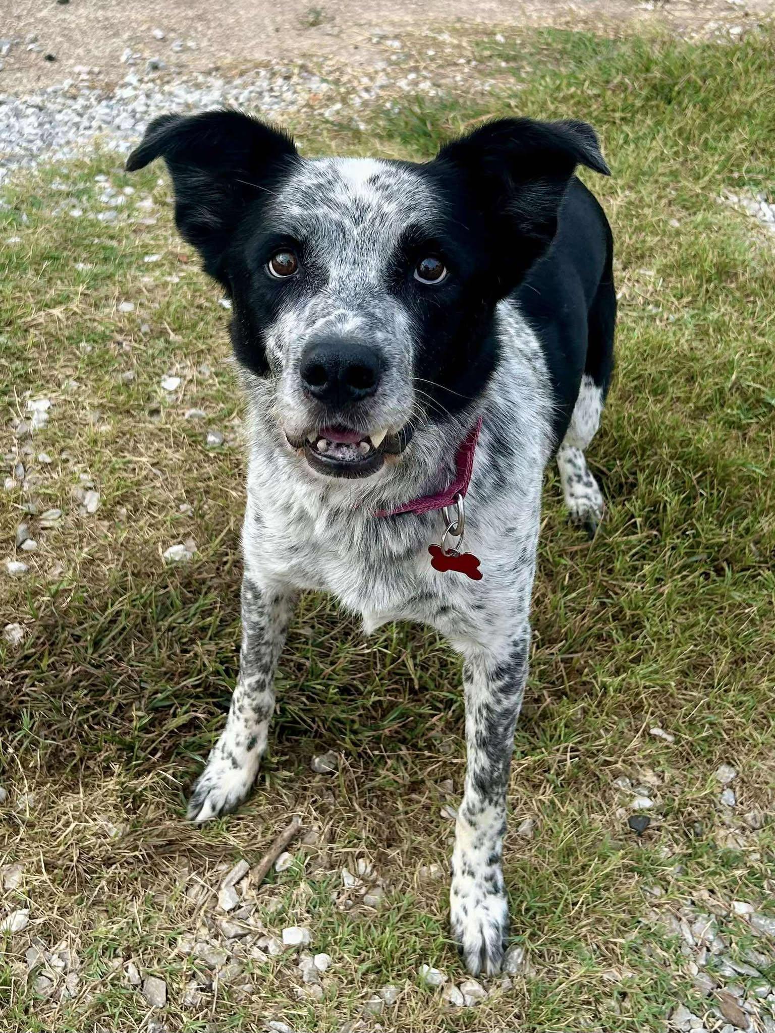 Plankton — thumbnail 4