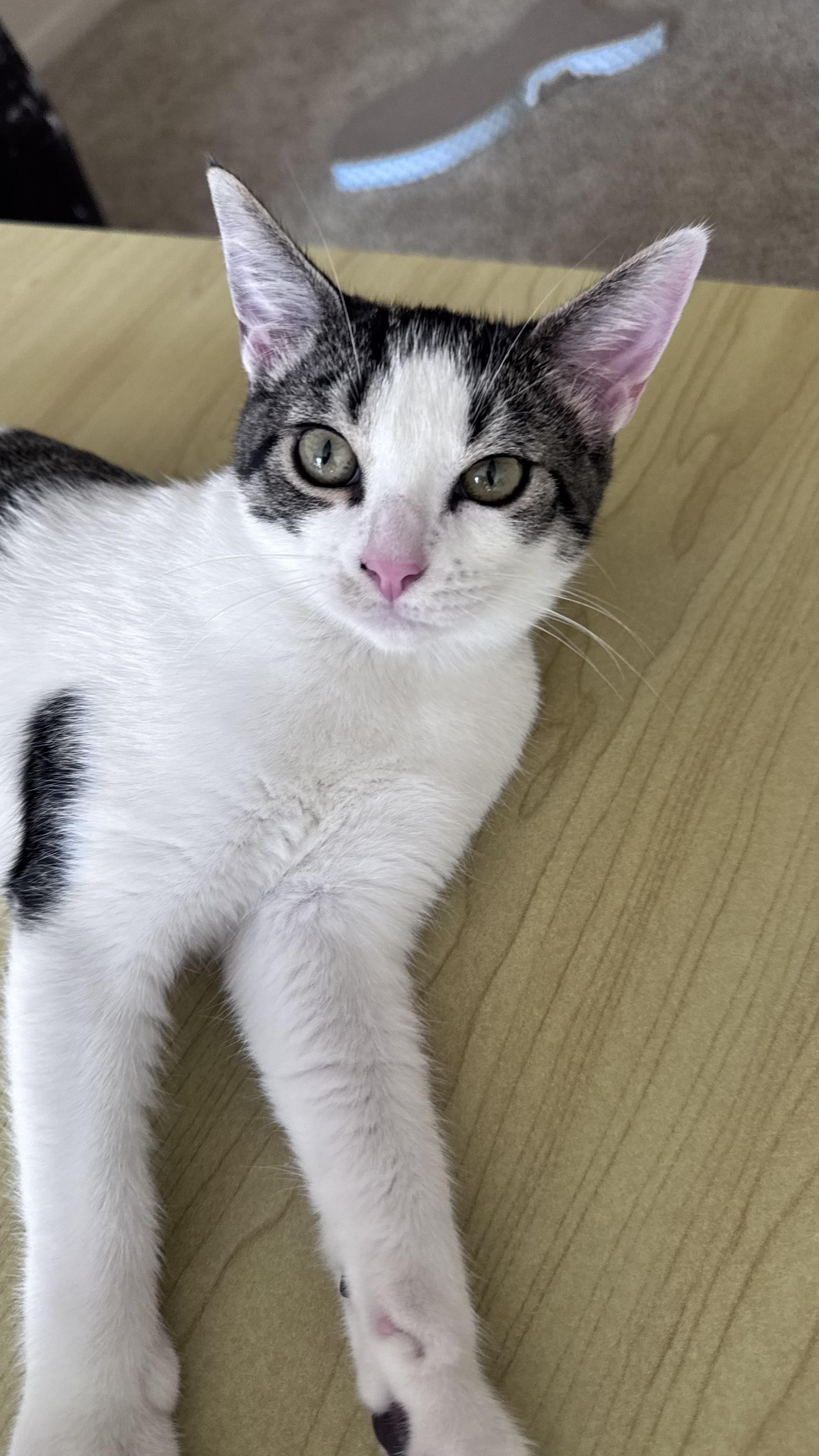 Enlarge Kisa, a Adoptable Tabby in Fresno, CA image 1/1