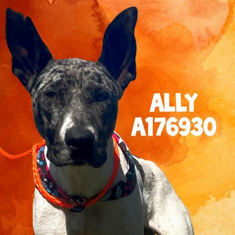ALLY, Adoptable, Young Female Catahoula Leopard Dog & Mixed Breed.