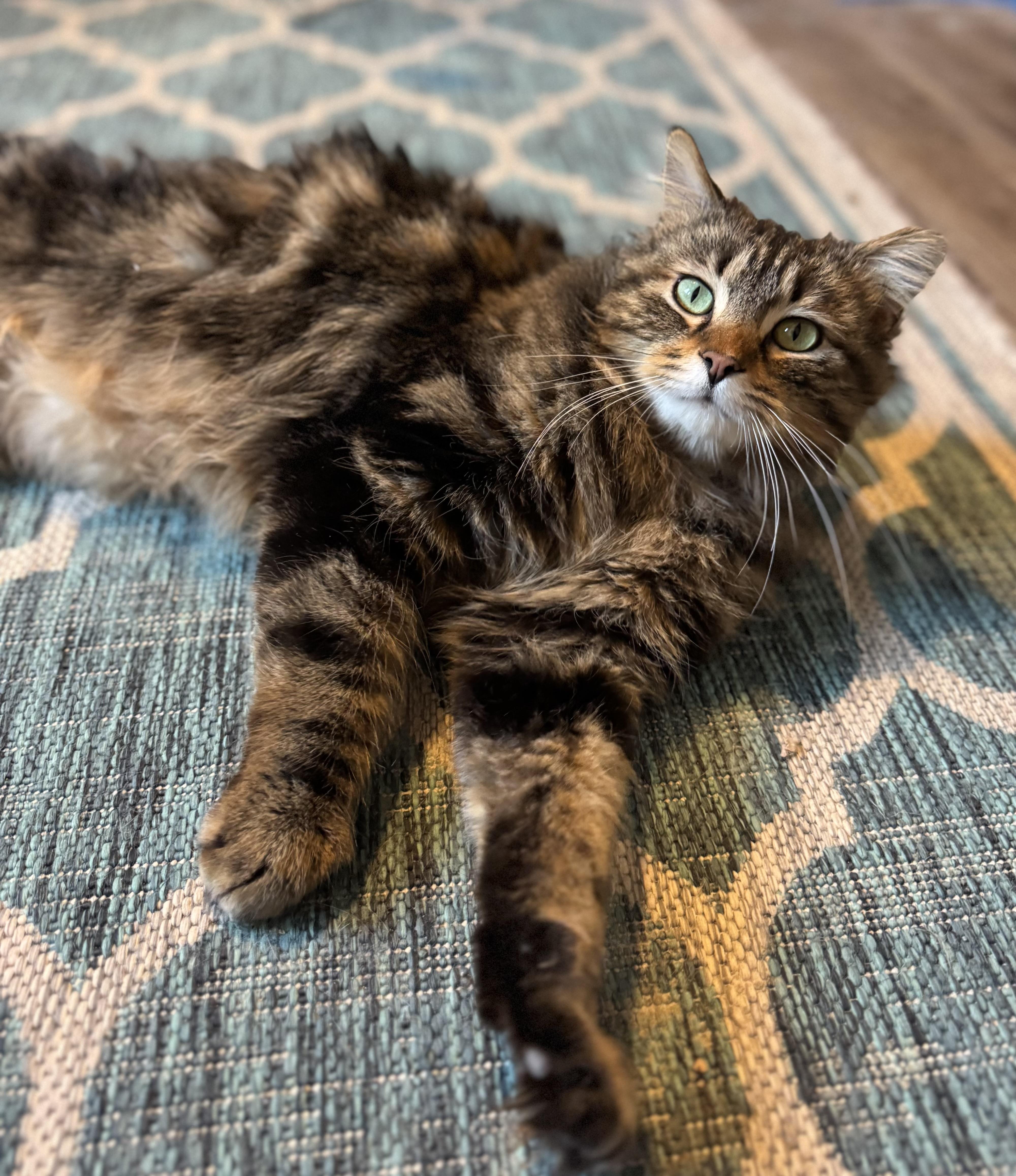 Enlarge Randi, an adoptable Domestic Medium Hair in Coon Rapids, MN image 2/3