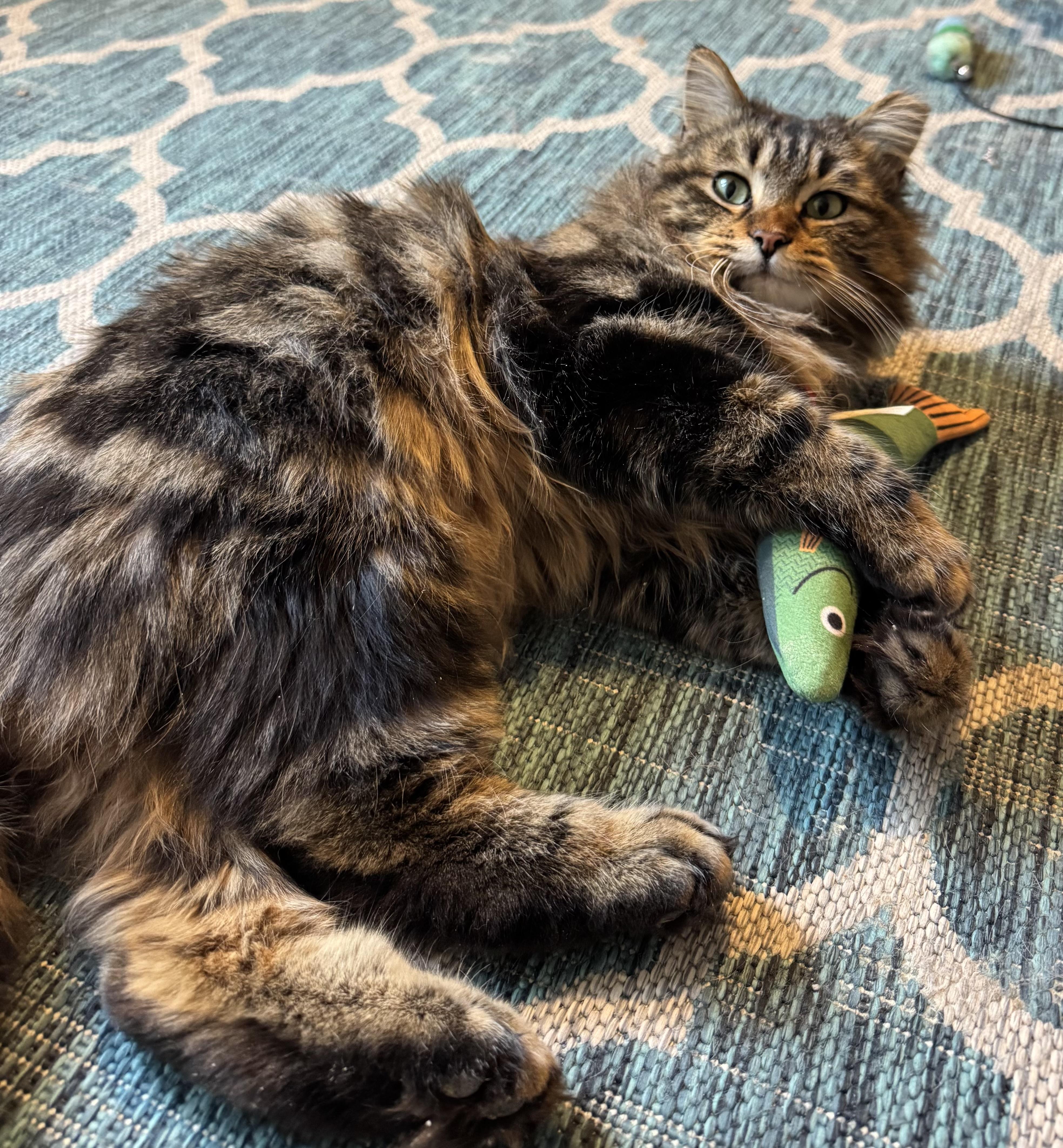 Randi, adoptable, Young Female Domestic Medium Hair.