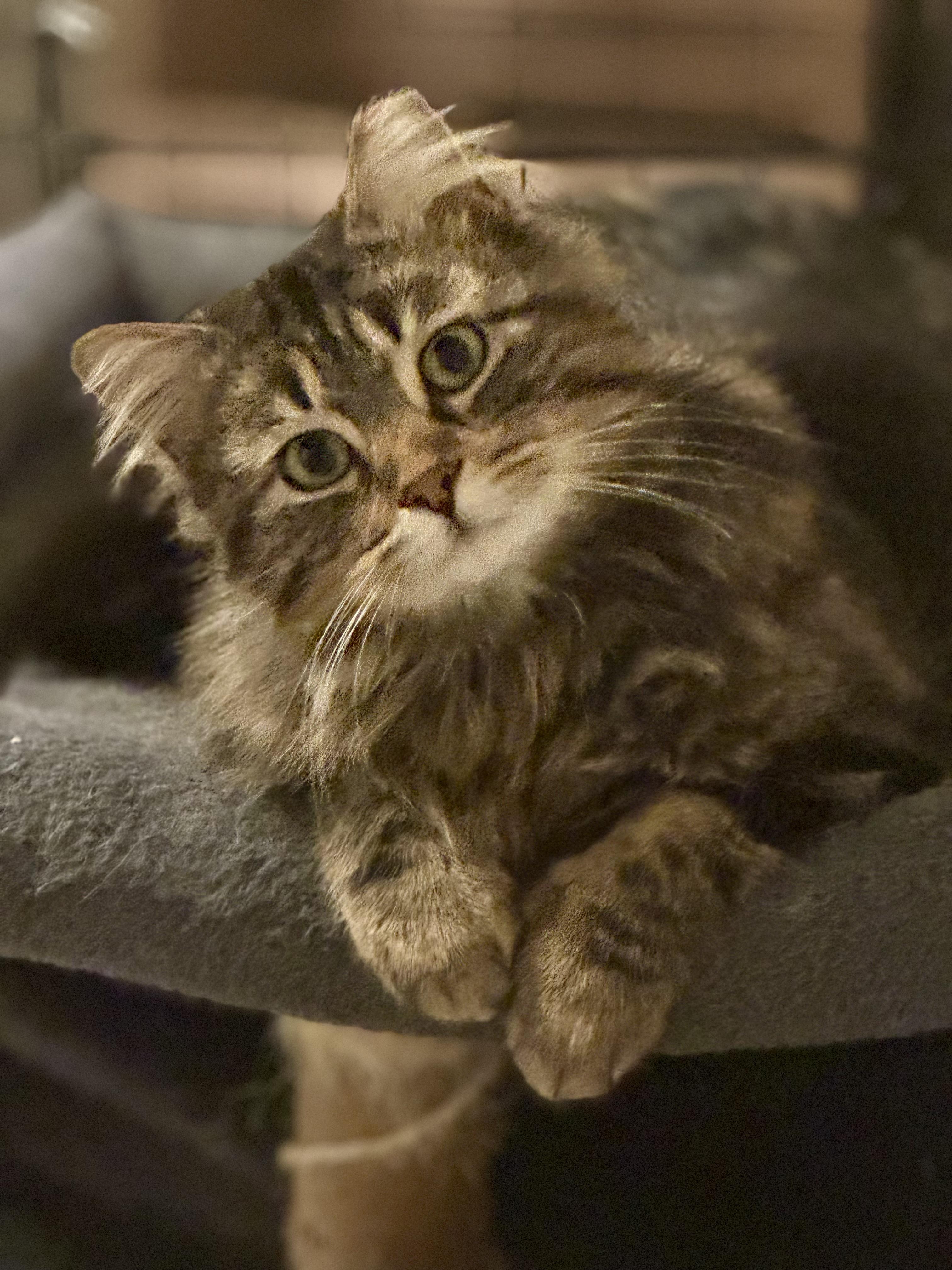 Enlarge Randi, an adoptable Domestic Medium Hair in Coon Rapids, MN image 3/3