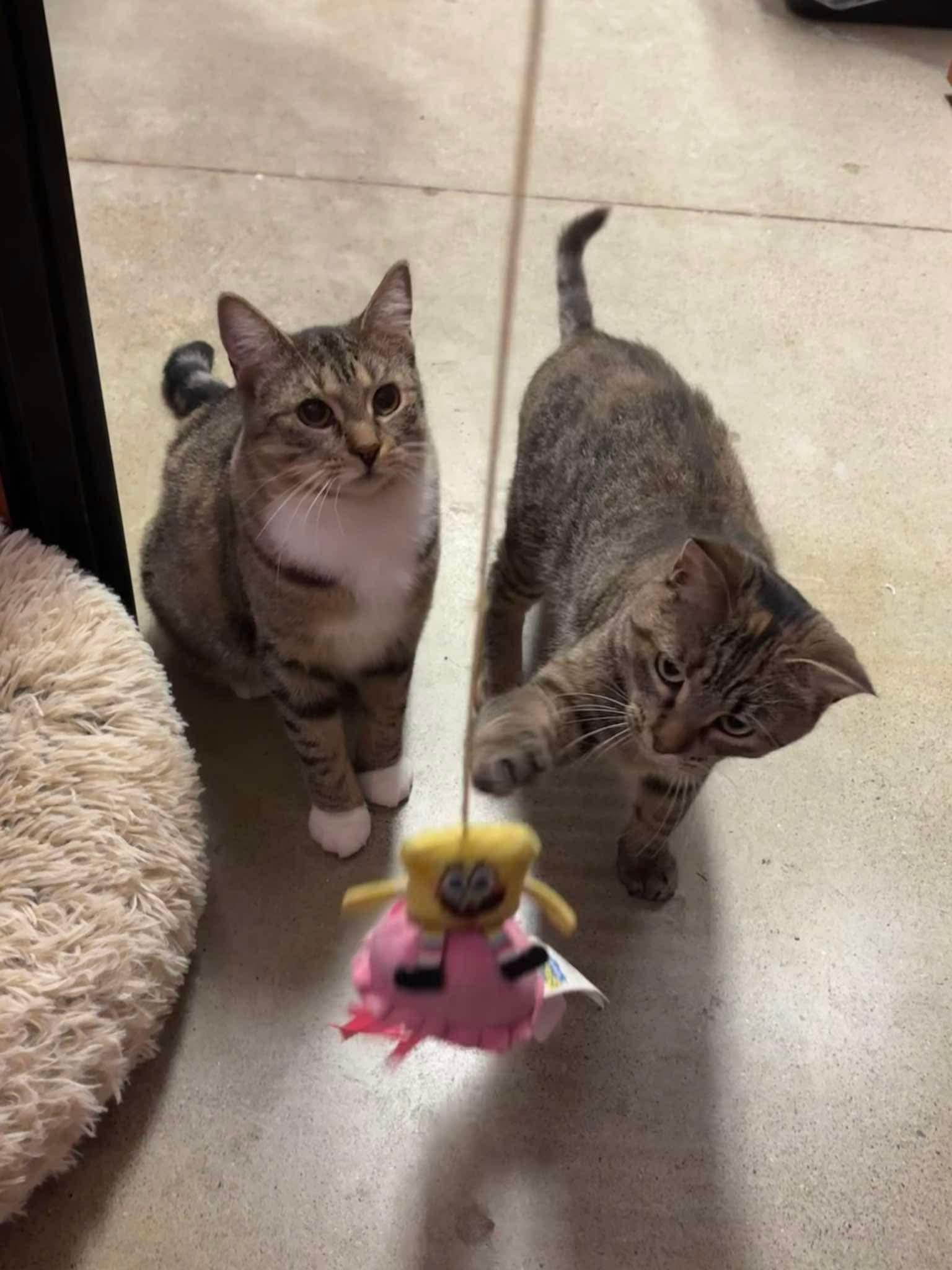 BISCOTTI, a Adoptable Domestic Short Hair in Tillsonburg, ON image 3/3