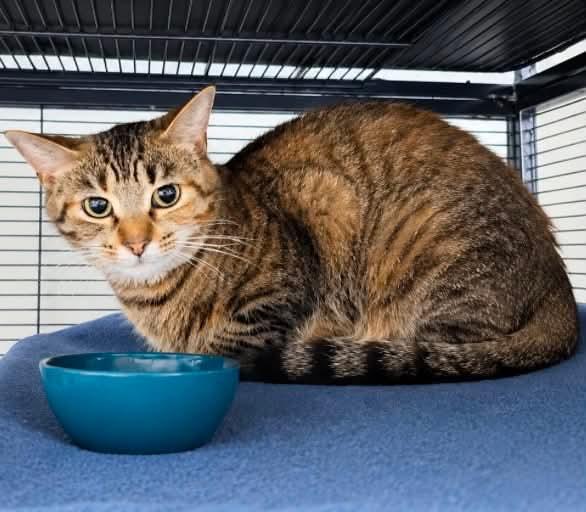 BISCOTTI, a Adoptable Domestic Short Hair in Tillsonburg, ON image 1/3