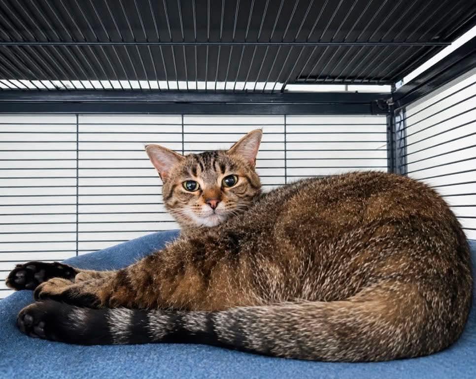 BISCOTTI, a Adoptable Domestic Short Hair in Tillsonburg, ON image 2/3