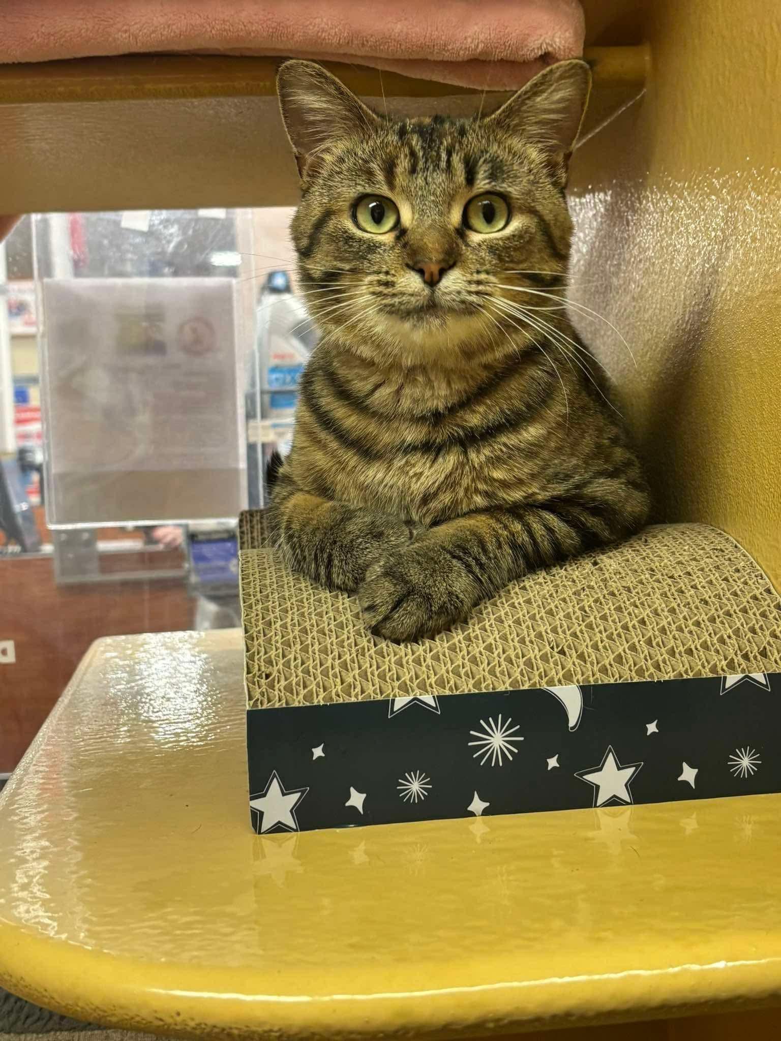 Enlarge BISCOTTI, a Adoptable Domestic Short Hair in Tillsonburg, ON image 2/6