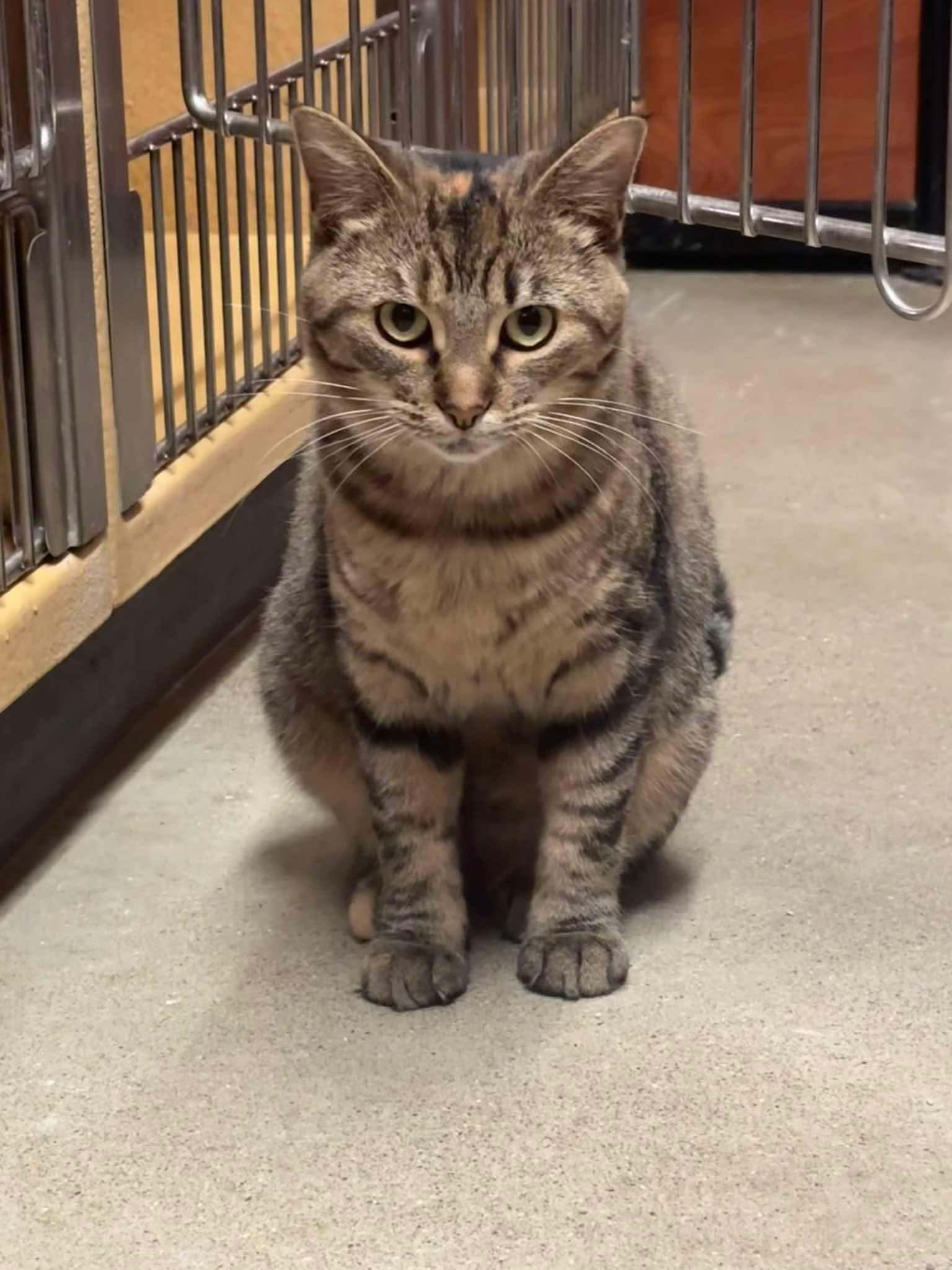 Enlarge BISCOTTI, a Adoptable Domestic Short Hair in Tillsonburg, ON image 3/6
