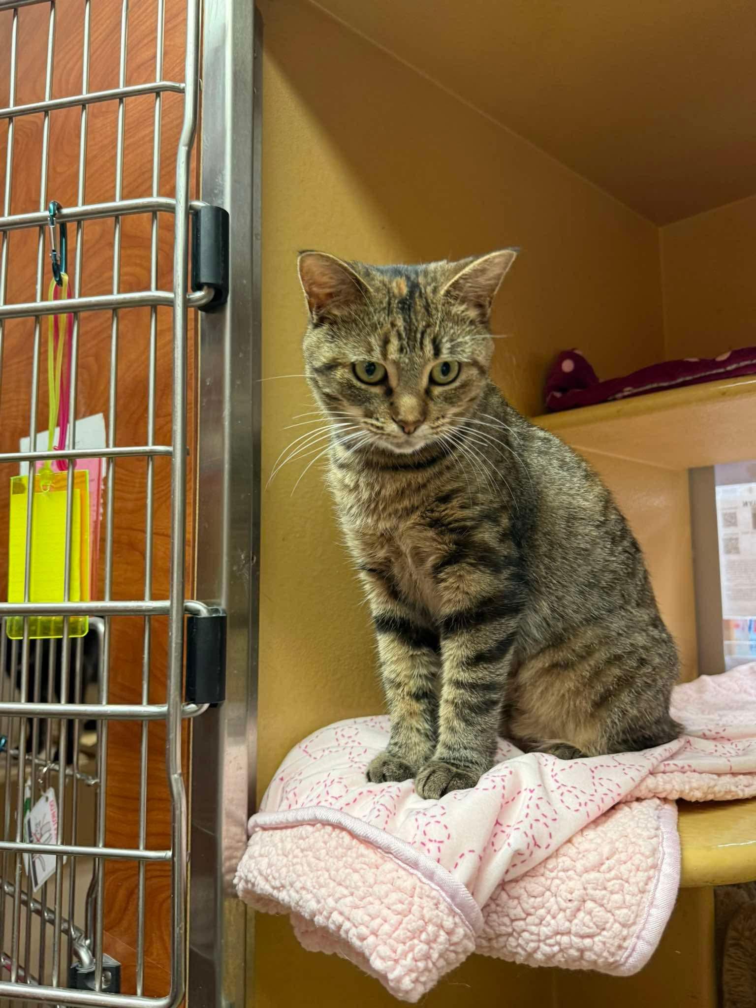 Enlarge BISCOTTI, a Adoptable Domestic Short Hair in Tillsonburg, ON image 1/6