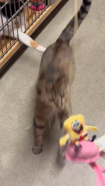 Enlarge BISCOTTI, a Adoptable Domestic Short Hair in Tillsonburg, ON video 6/6