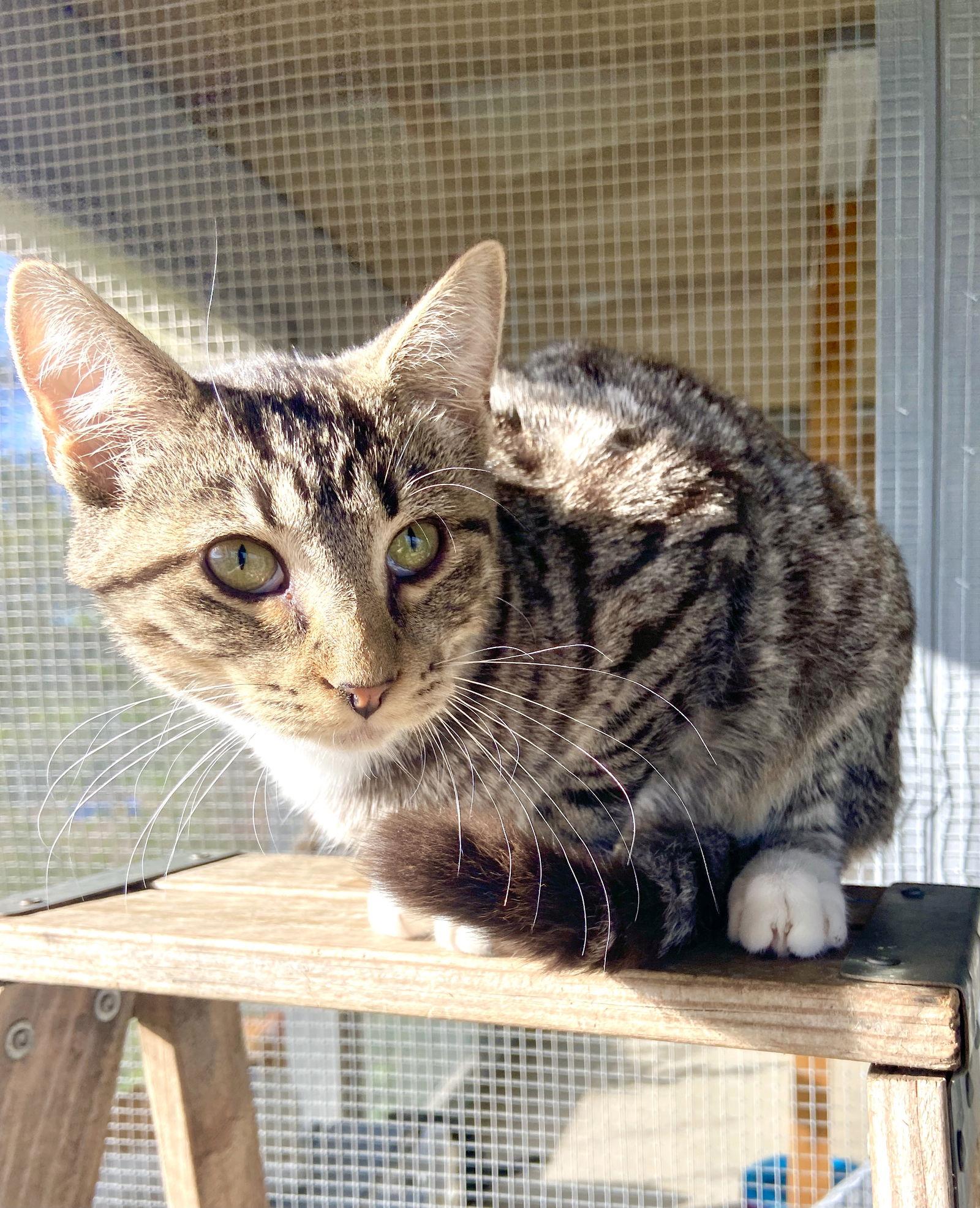 Enlarge Lizzy, a Adoptable Domestic Short Hair in Estherville, IA image 2/3