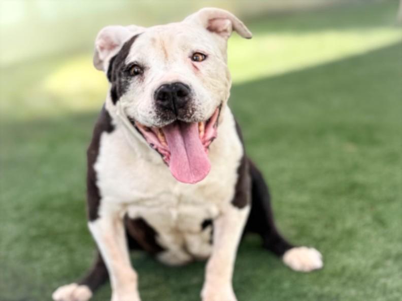 Enlarge DAHLIA, a Adoptable Staffordshire Bull Terrier in San Pedro, CA image 1/1