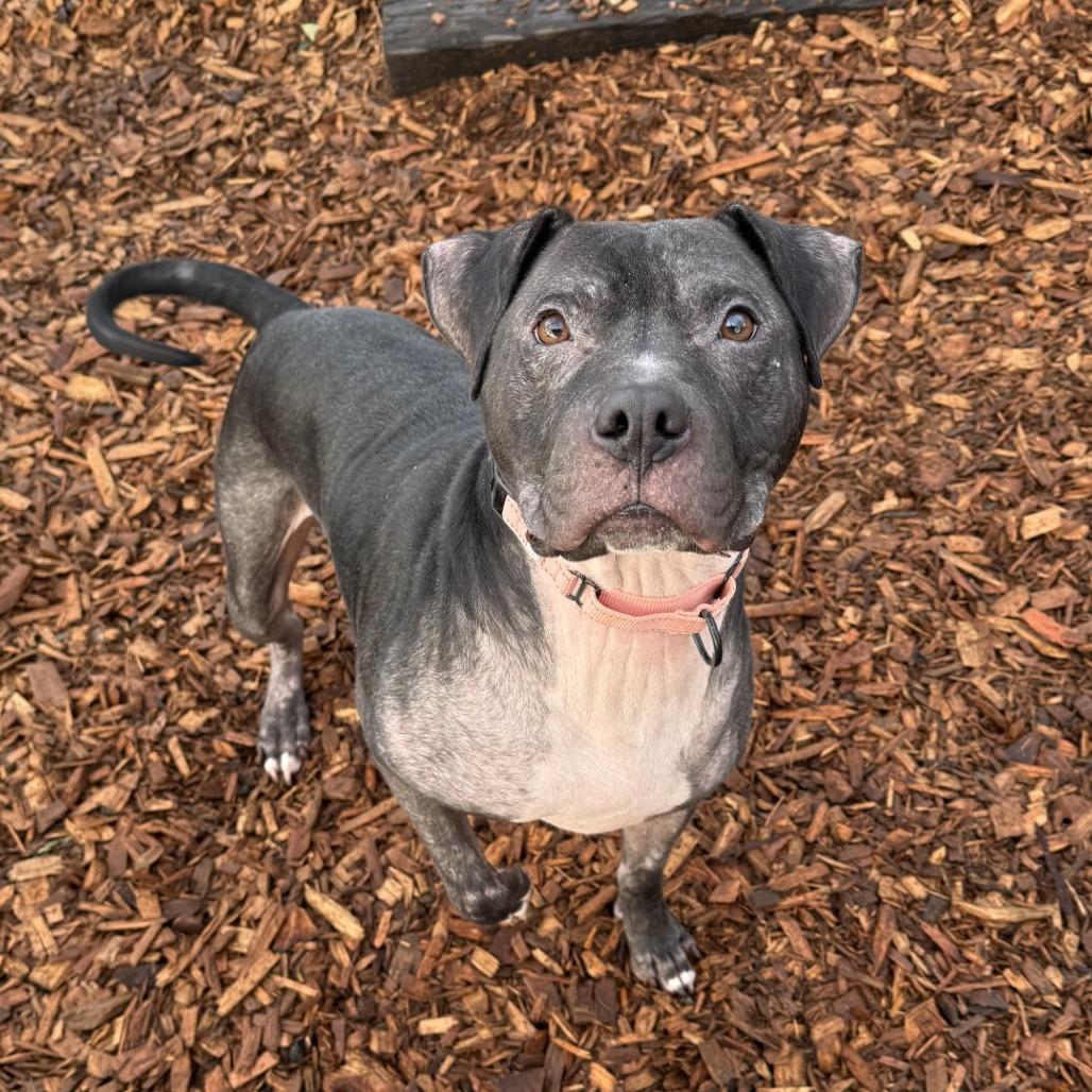 Enlarge Ollie, a Adoptable mixed breed in Tacoma, WA image 1/3