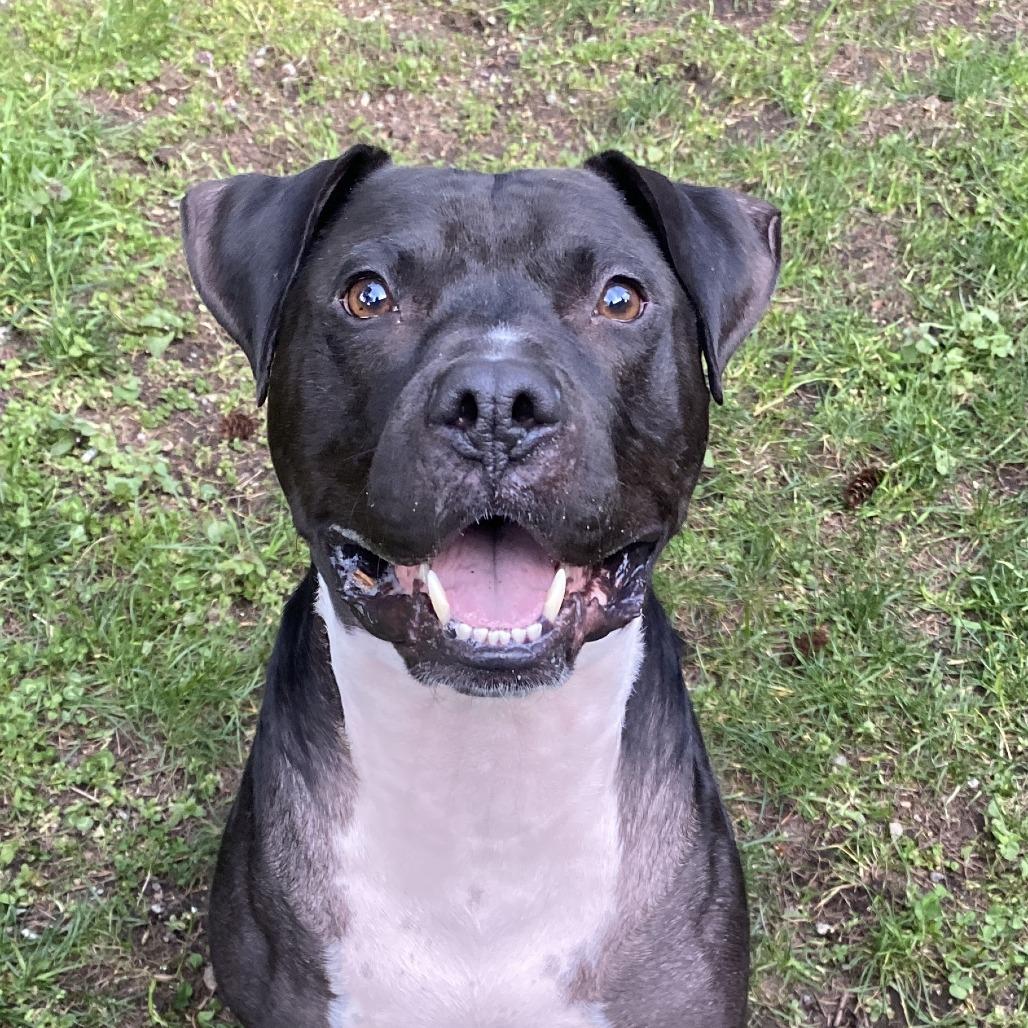 Enlarge Ollie, a Adoptable mixed breed in Tacoma, WA image 2/3