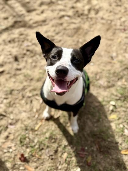 Enlarge Cleo, a Adoptable mixed breed in Picayune, MS image 2/3