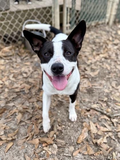 Cleo, Adoptable, Young Female Terrier & Mixed Breed.