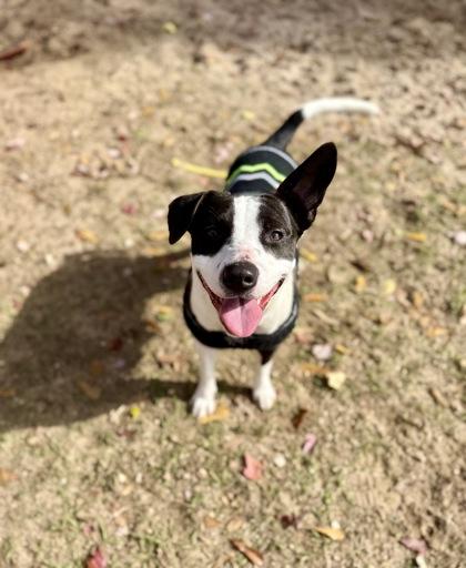 Cleo, Adoptable, Young Female Terrier & Mixed Breed.